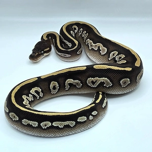 0.1 Blackhead Mojave 50% het Monsoon