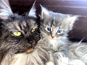 wunderschöne Maine Coon Kitten Kätzchen Katzenbabies