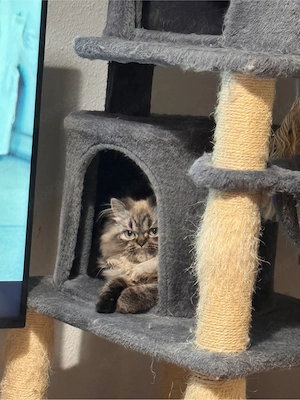 Süßer 6 Monate alter Kater zu verkaufen