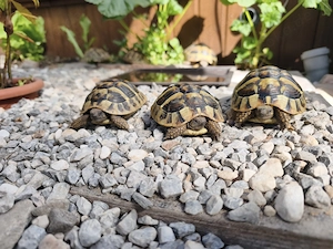 Griechische Landschildkröten aus Hobbyzucht 08.2022 zu verkaufen