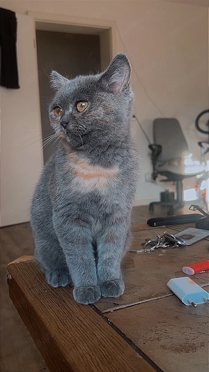 Weibliches Kitten (Ragdoll   Britisch Kurzhaar)   abgabebereit