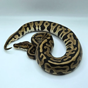 0.1 Spotnose Leopard het Ultramel 50% het Clown Königspython