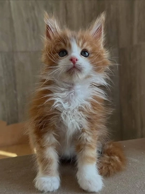 Bezaubernde Maine-Coon-Kätzchen! Männchen & Weibchen Bild 5
