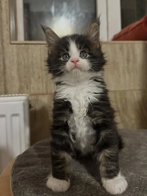 Reinrassige Maine-Coon-Kitten   Zwei Kitten Bild 3
