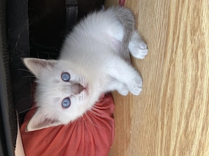 Heilige Birma Kitten Bild 5