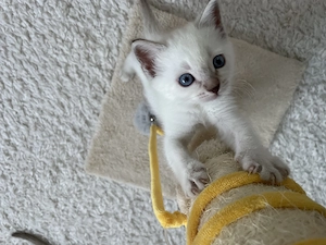 Heilige Birma Kitten Bild 2