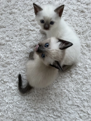 Heilige Birma   Ragdoll Kitten 
