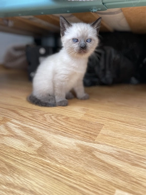 Heilige Birma Kitten Bild 6