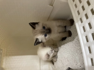 Heilige Birma Kitten Bild 10