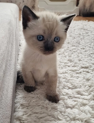 Heilige Birma Kitten Bild 3