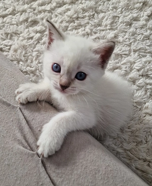 Heilige Birma Kitten Bild 9