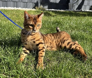 Typvoller Bengal Deckkater Cashmere Träger | XXL genetisch frei | Stammbaum | Top Rosetten