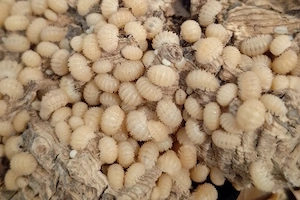 christarmadillidium muricatum, Assel, Stachelassel