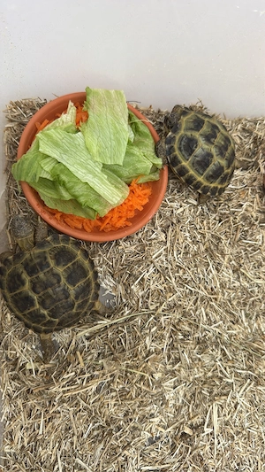 habe zwei super süsse Schildkröten abzugeben 