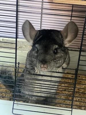 chinchilla dame zahm 