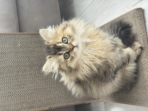 2 x BLH BHK Kitten Golden Shaded Braun 