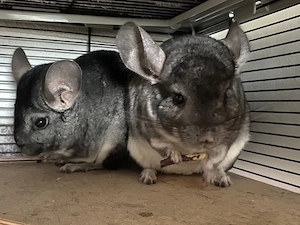 chinchilla damen zahm 