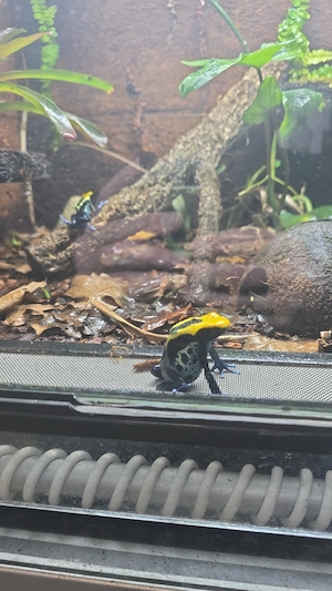 Dendrobates tinctorius Brasilianer 1.1