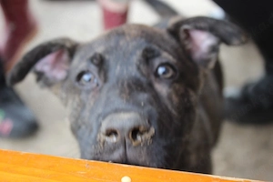 Labrador Malinois Welpe