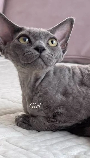 Devon rex katze mit papieren 