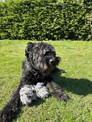 Riesenschnauzer Rüde 5 Jahre 