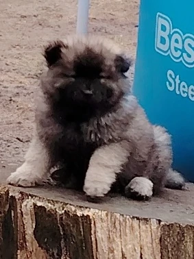 Chow Chow & Wolfsspitz!