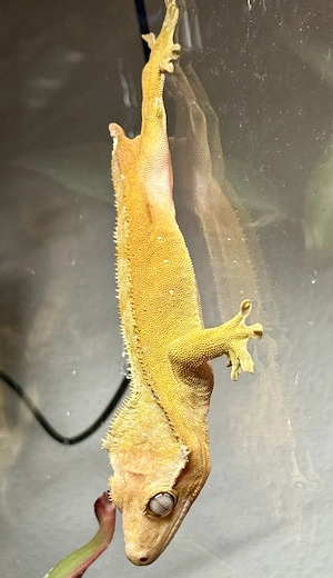 2x Kronengecko Correlophus ciliatus 1.0