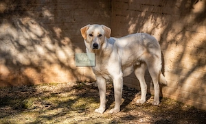 Luke sucht seine Menschen