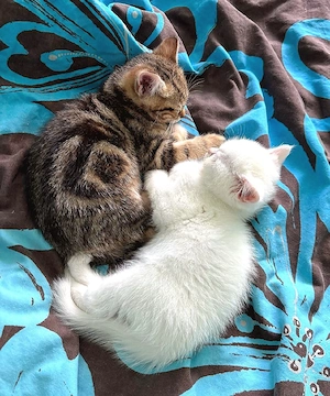 BKH wunderschöne kleine Kuschelbärchen 