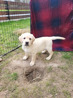 Labrador welpen suchen ein gemütliches neues Zuhause 