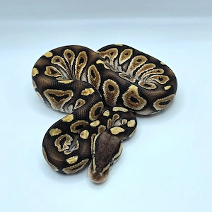 1.0 Special Chocolate Pastel 50% het Monsoon Königspython