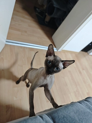 sphynx Katze 