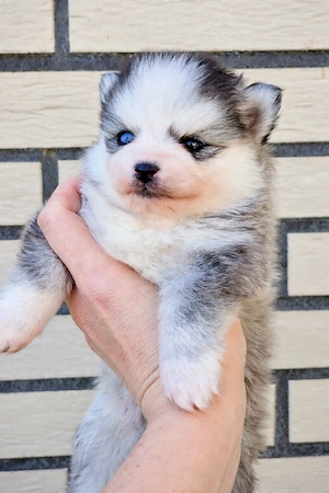 Pomsky F2 Micro & Toy Puppengesicht Bärchentyp Wollycoat 