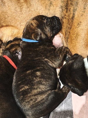 Boxer Labrador Boxador 