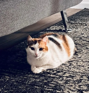 Bella Ruhiges Glückskätzchen sucht harmonische Familie