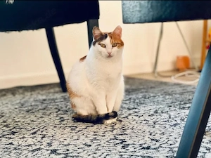 Bella Ruhiges Glückskätzchen sucht harmonische Familie
