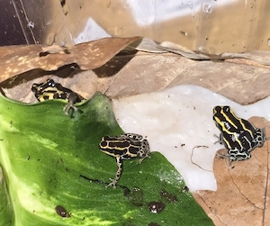 Ranitomeya Amazonica 0.6 Gruppe 