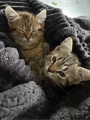 Zwei kleine Babykätzchen suchen neues zuhause