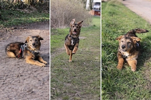 Elmo sucht sein Zuhause 