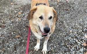 Arme Hundeseele Silvana