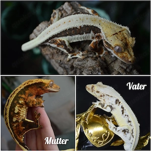 Kronengeckos zur Abgabe 