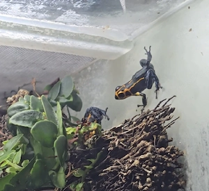 Ranitomeya imitator Varadero 