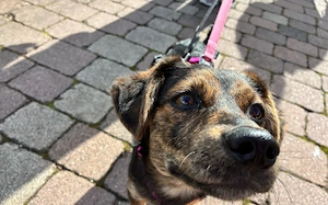 Amy sucht ein freies Körbchen Bild 3