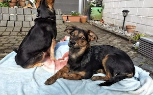 Amy sucht ein freies Körbchen Bild 5