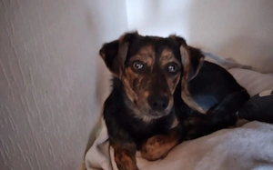 Amy sucht ein freies Körbchen