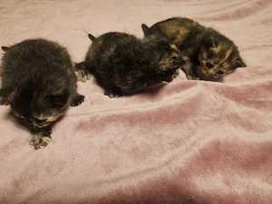 Babykatzen Katzen 3 Farben 