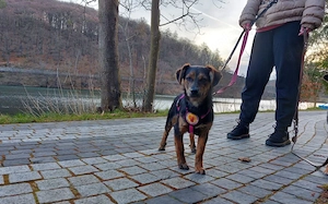 Amy sucht ein freies Körbchen Bild 4