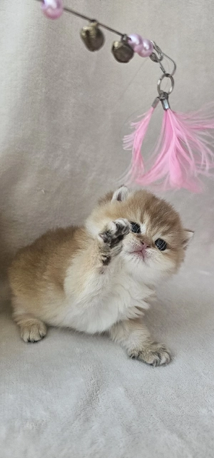 BKH Kitten mit First-Class-Stammbaum