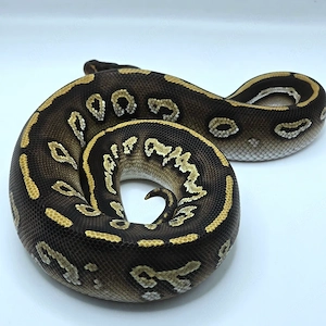 1.0 Blackhead Mojave 50% het Monsoon Bild 2