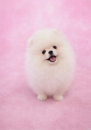pomeranian welpen 